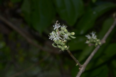 Symphorema polyandrum